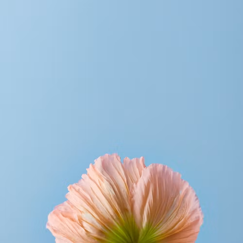 作品 1